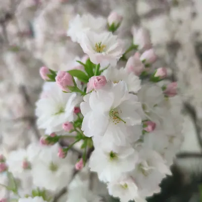 又是一年春